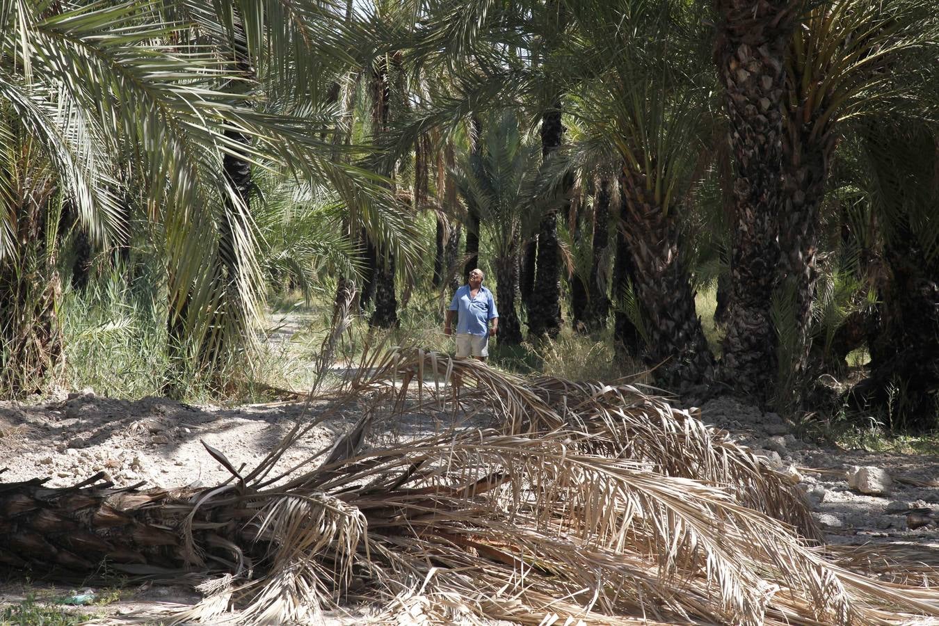 Un acuerdo con Profusa permite incorporar al patrimonio municipal el palmeral de Zaraíche