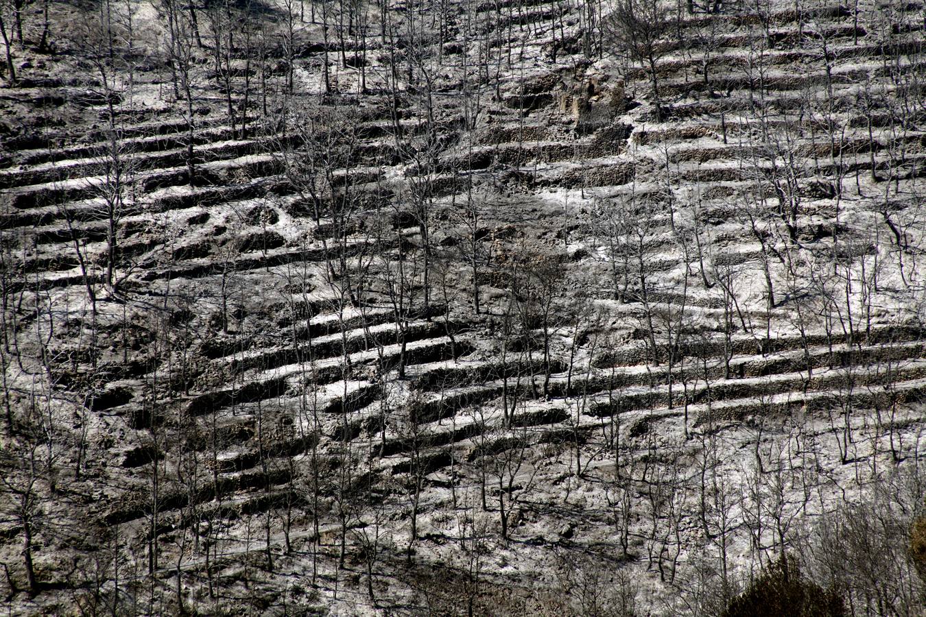 Tareas de limpieza tras el incendio forestal en el parque natural del Montgó