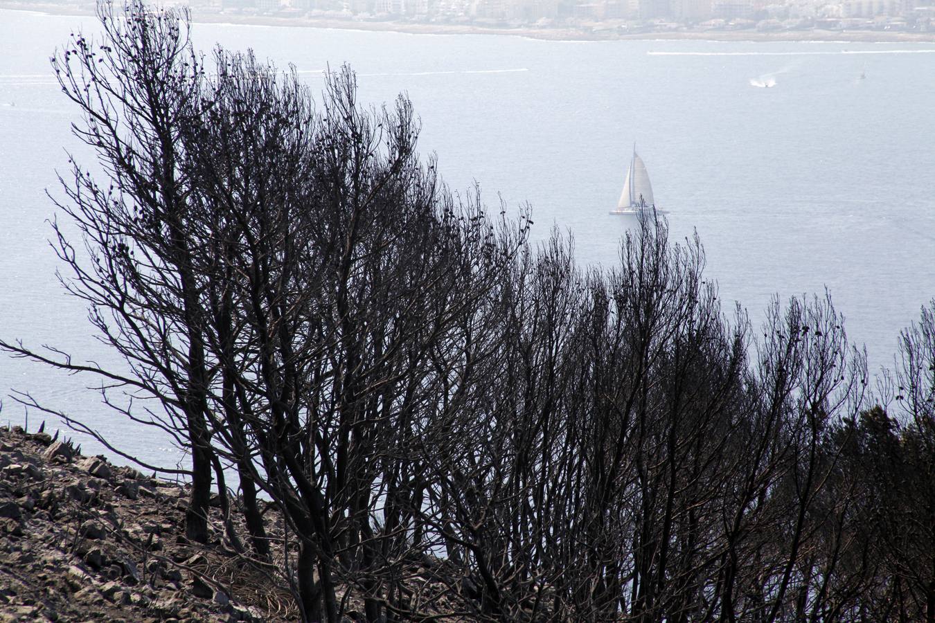 Tareas de limpieza tras el incendio forestal en el parque natural del Montgó