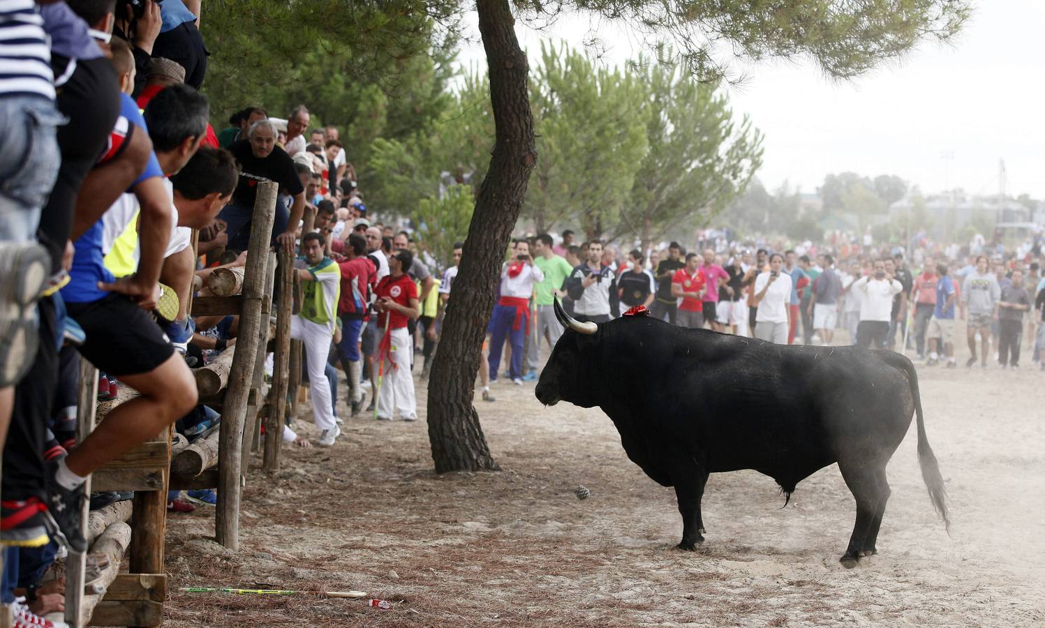 'Elegido' es el nombre del toro de 600 kilos que ha protaginizado el torneo.