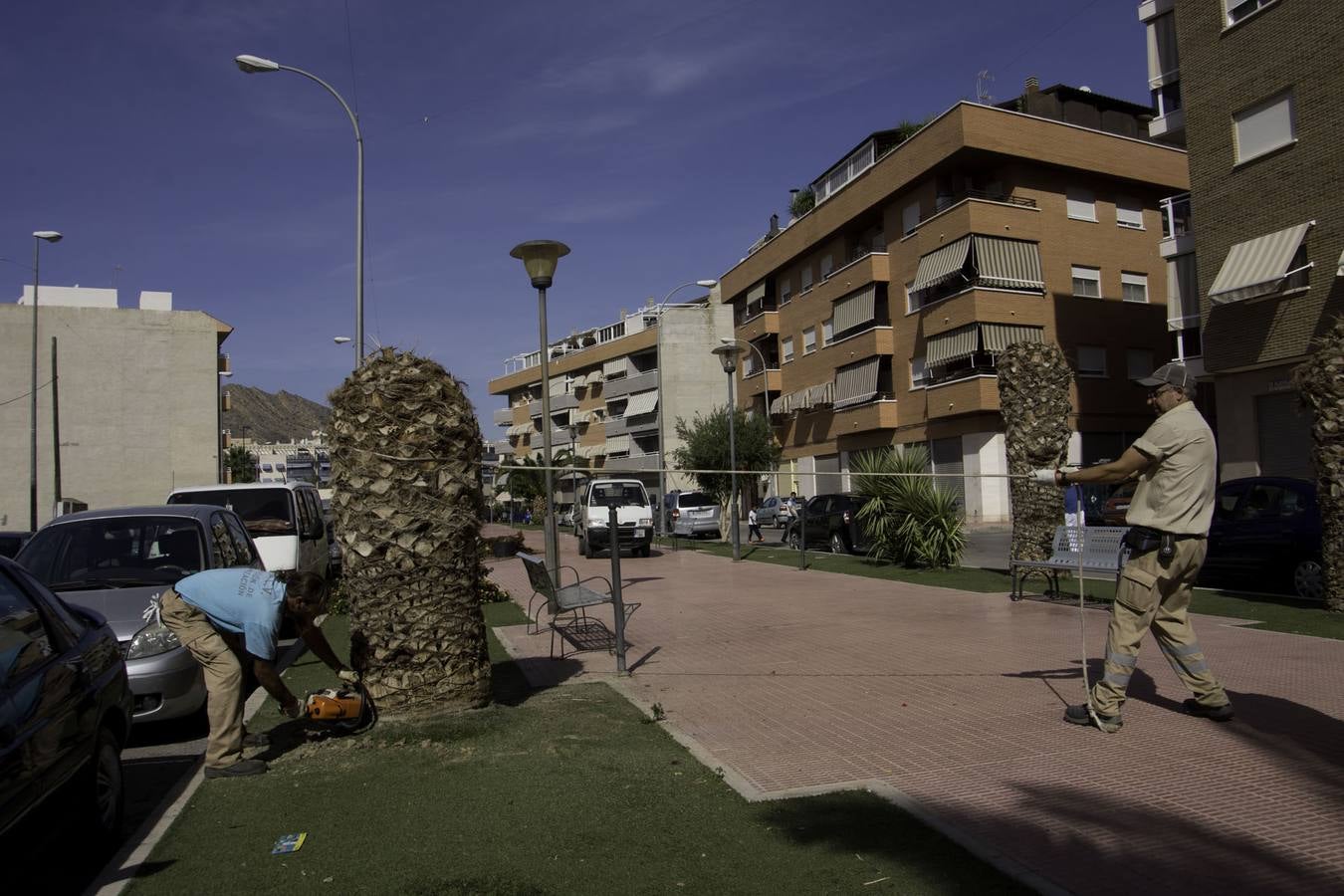 Cortan palmeras en Callosa por el picudo