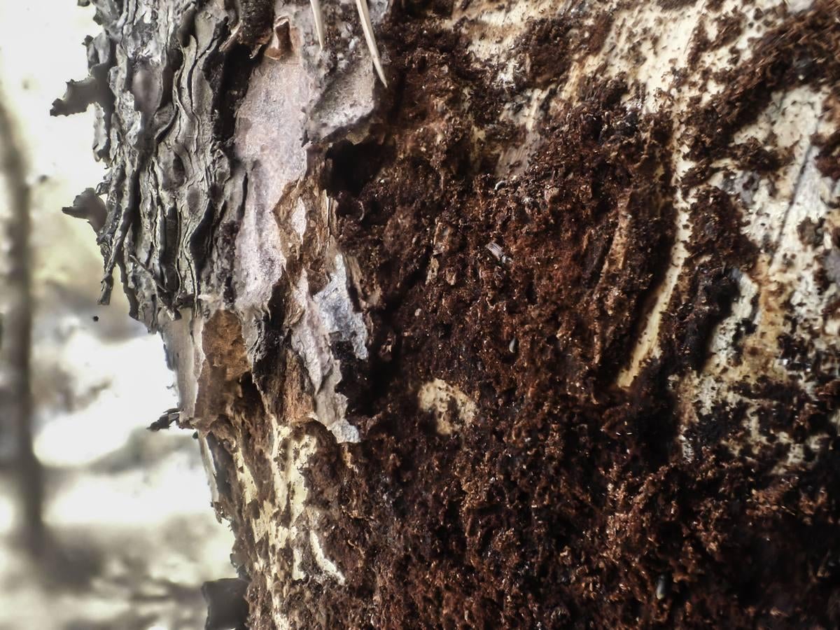 Plaga de tomicus en la Vega Baja