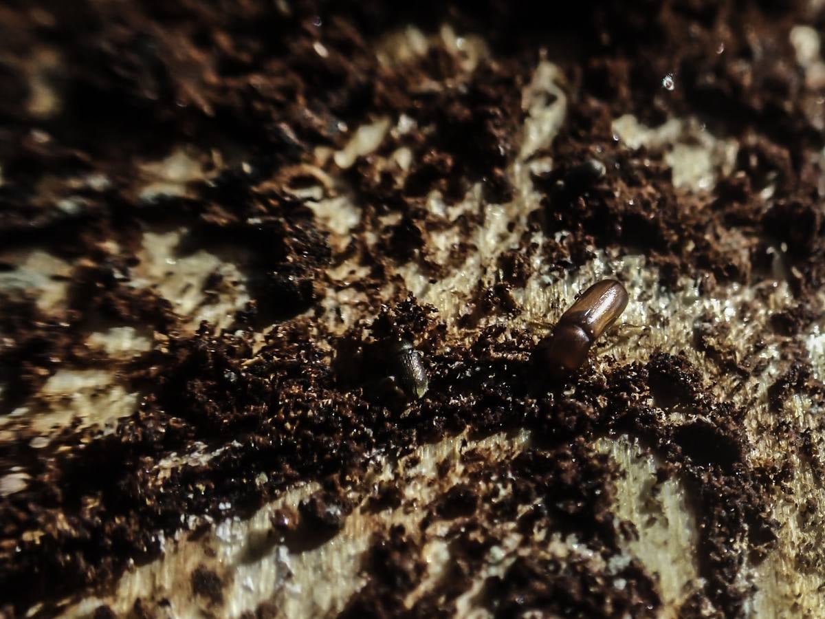 Plaga de tomicus en la Vega Baja