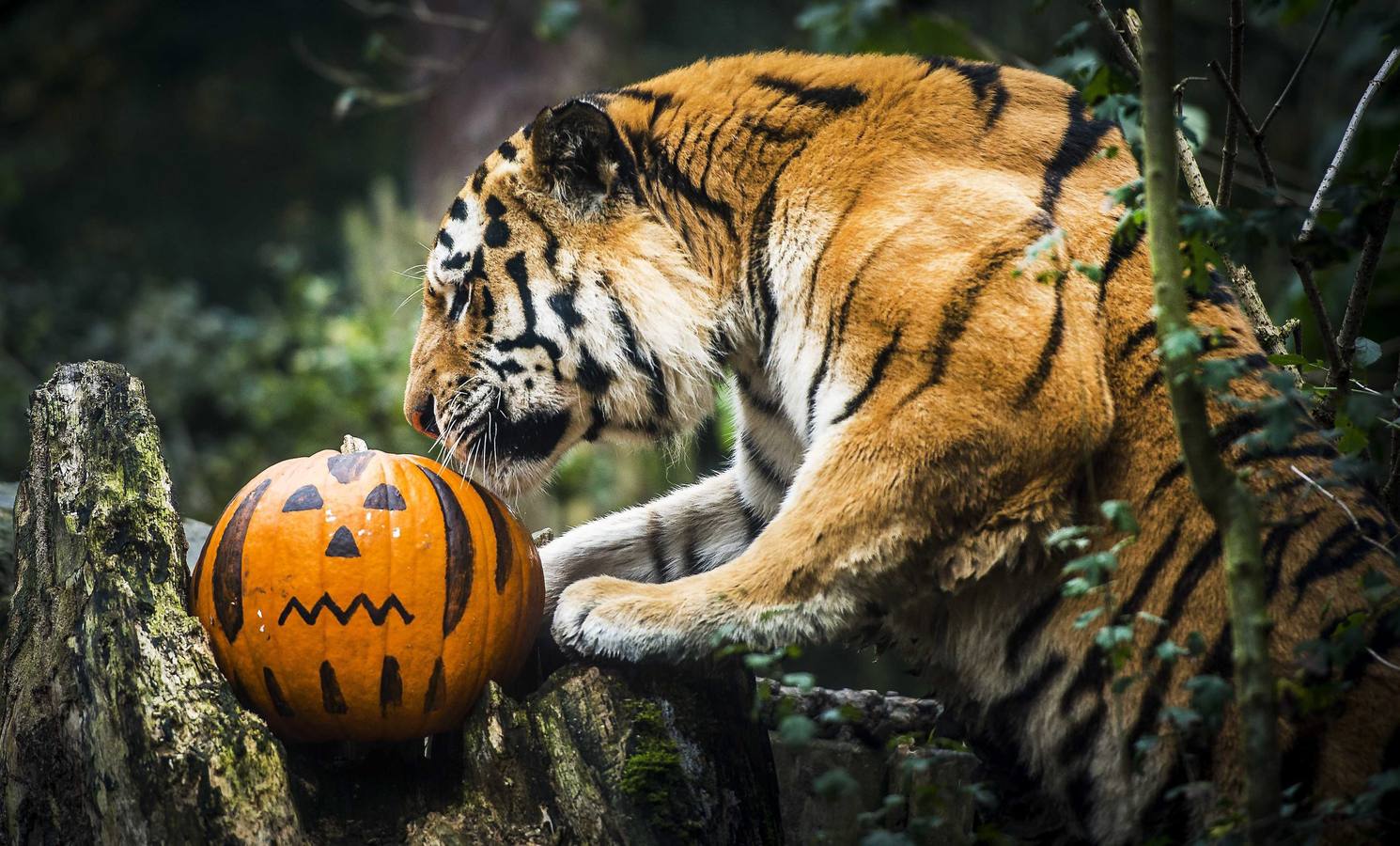 Zoológico de Dierenpark, en Amerstoort, Holanda.