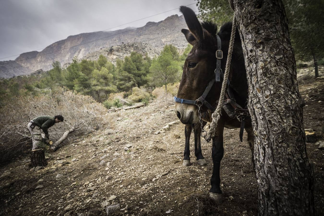 El trabajo de los mulos en la Sierra de Redován