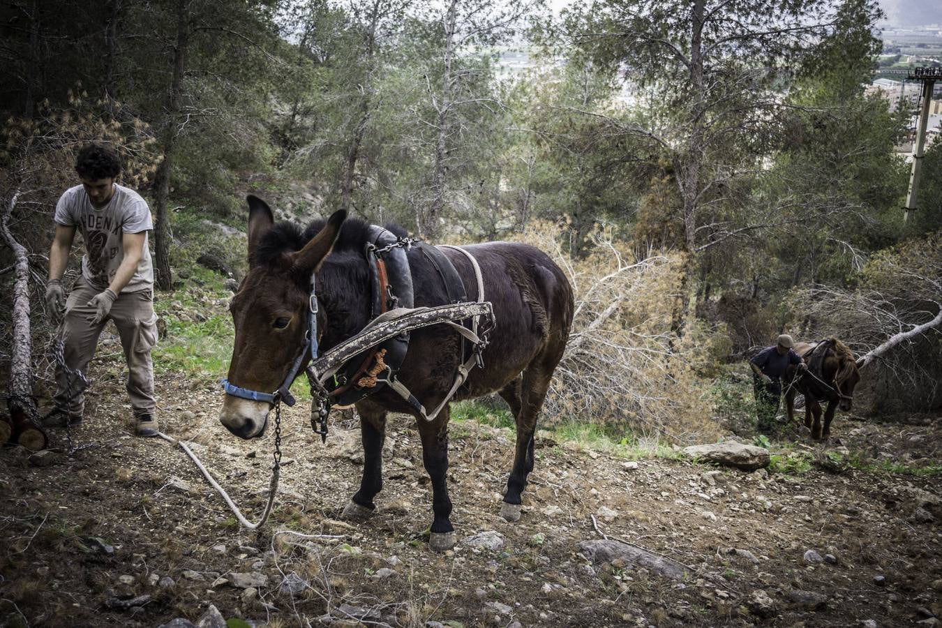 El trabajo de los mulos en la Sierra de Redován