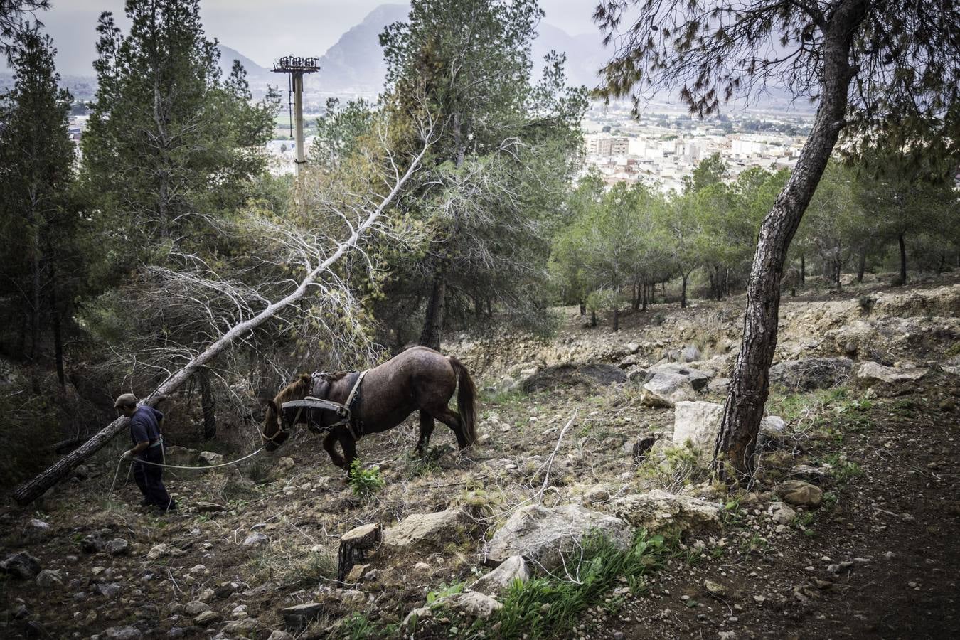 El trabajo de los mulos en la Sierra de Redován