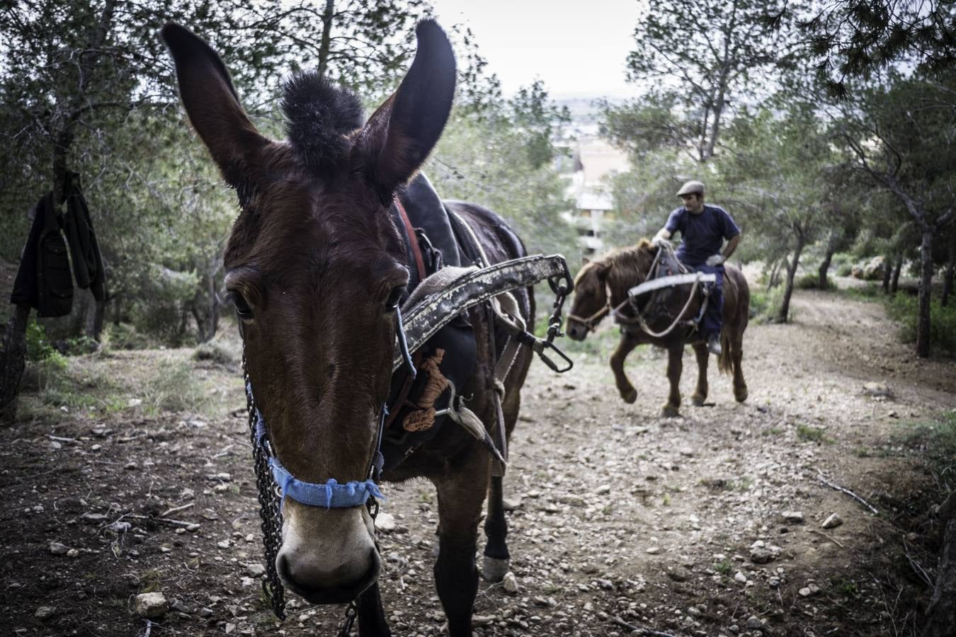 El trabajo de los mulos en la Sierra de Redován