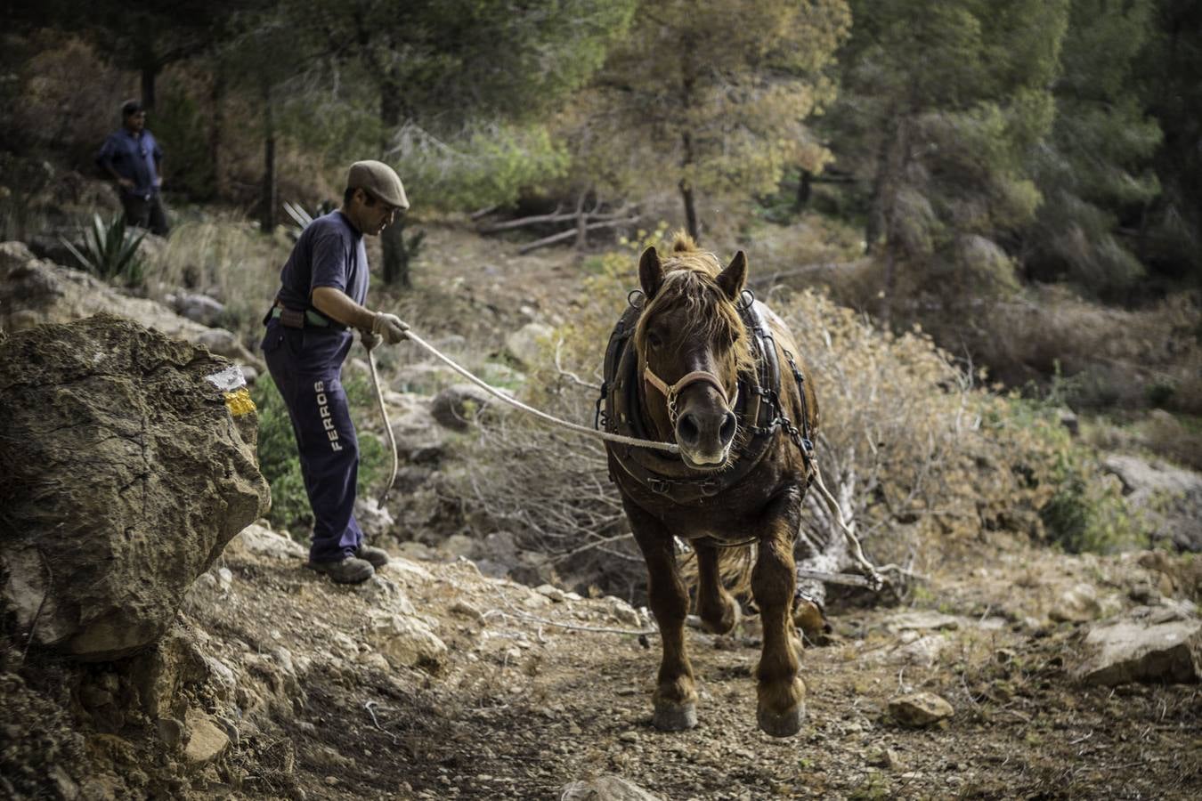 El trabajo de los mulos en la Sierra de Redován