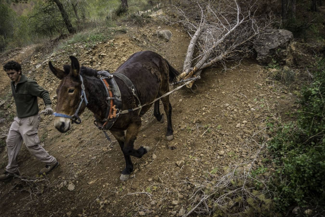 El trabajo de los mulos en la Sierra de Redován