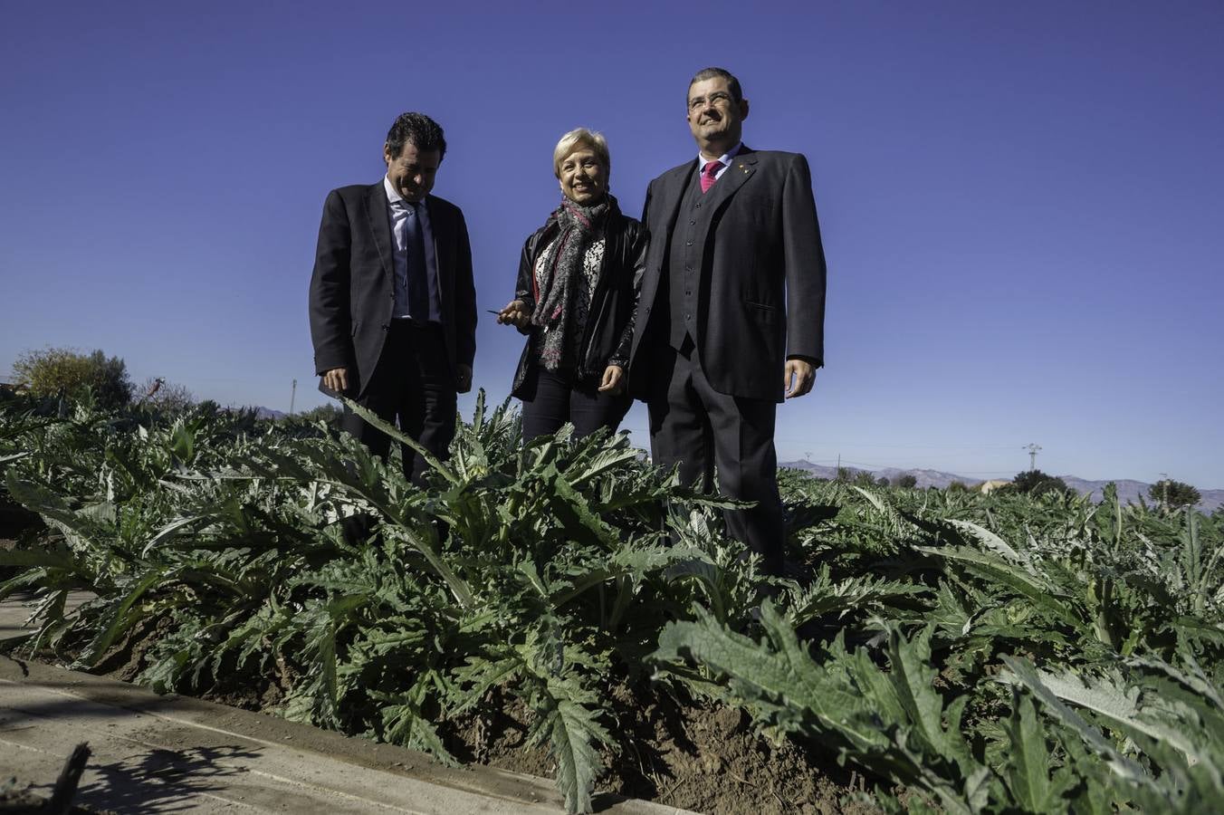 La Vega Baja prevé superar las 20.000 toneladas de alcachofa