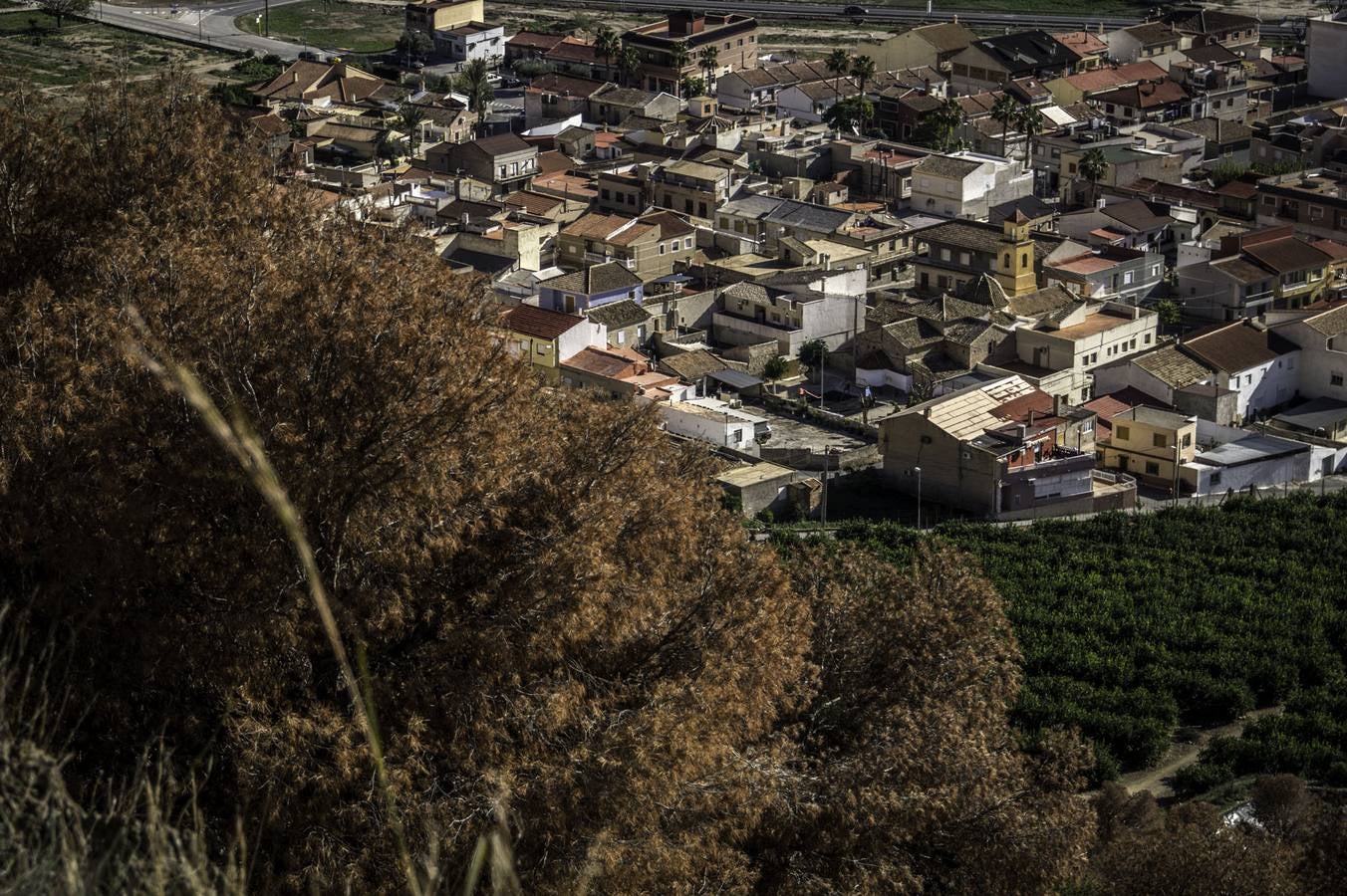 Vecinos de La Aparecida critican que no haya ayudas para combatir el &#039;tomicus&#039;