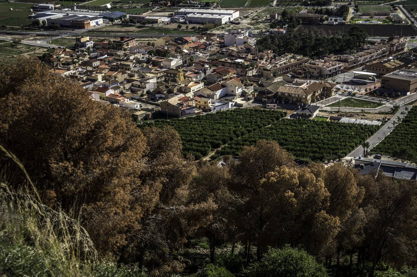 Vecinos de La Aparecida critican que no haya ayudas para combatir el &#039;tomicus&#039;