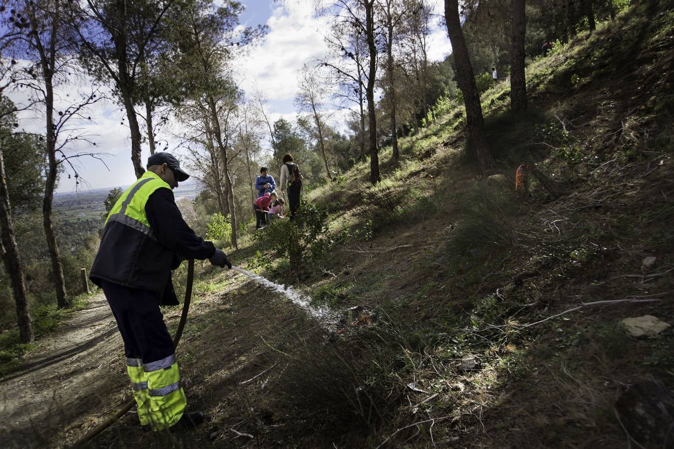 Pequeñas medidas para atajar el &#039;tomicus&#039;