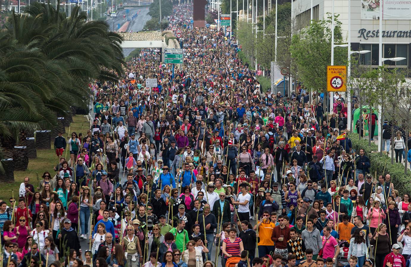 Romería de la Santa Faz (II)