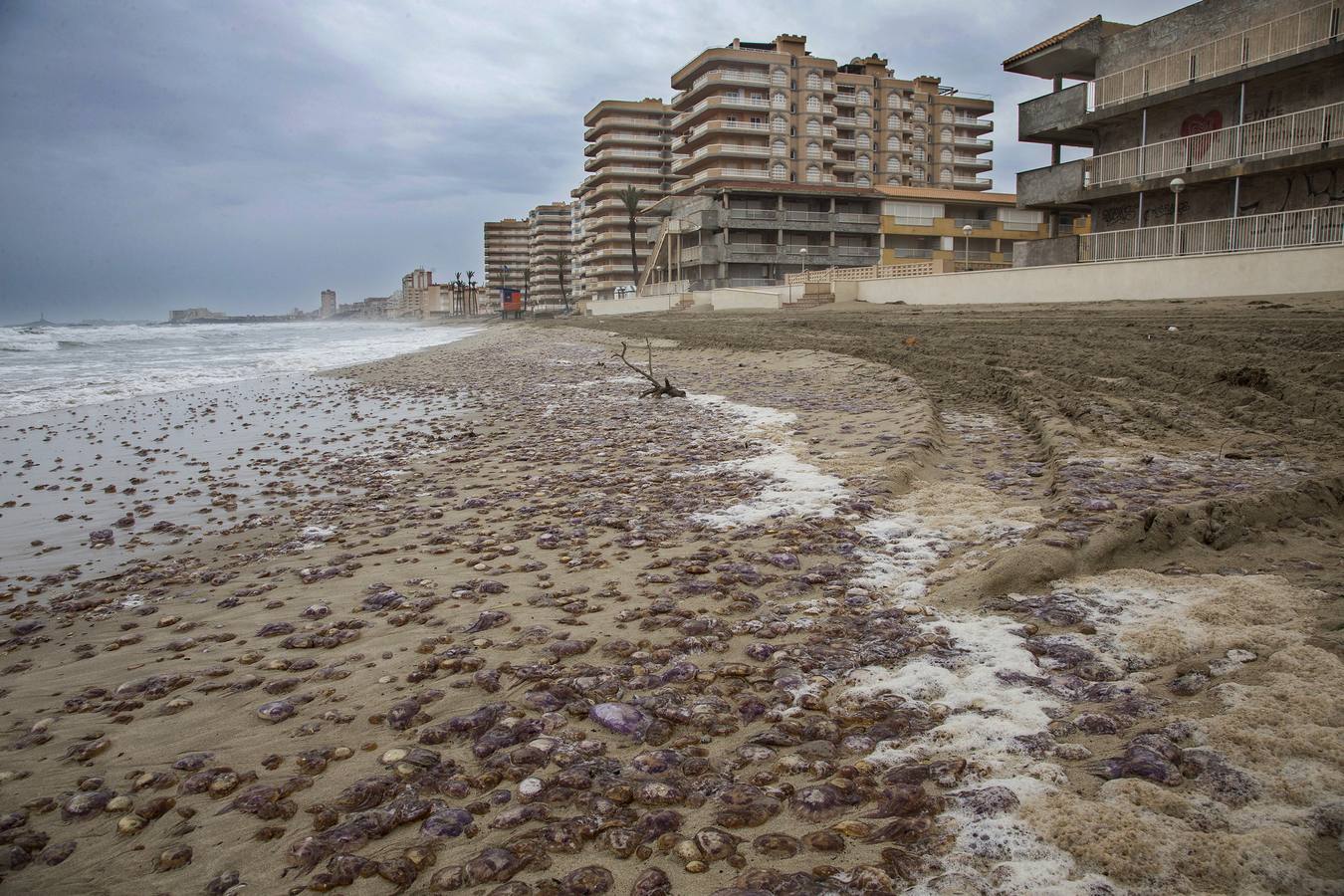 (15-04) El temporal arrastra a miles de medusas a La Manga. El Centro Oceanográfico explica que el viento de levante ha arrastrado a la 'pelagia noctiluca', una variedad urticante y que se mueve mar adentro.