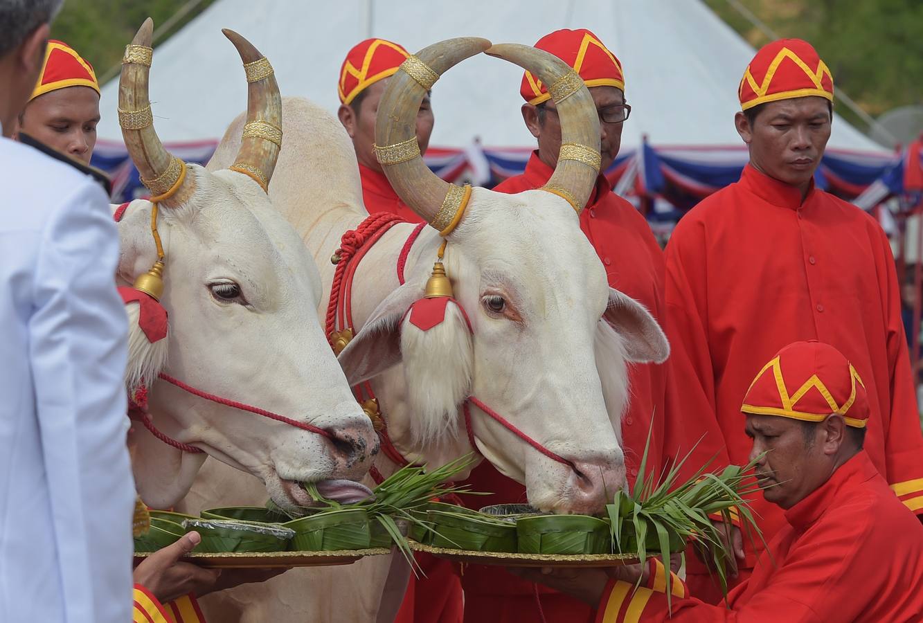 El arroz de la suerte