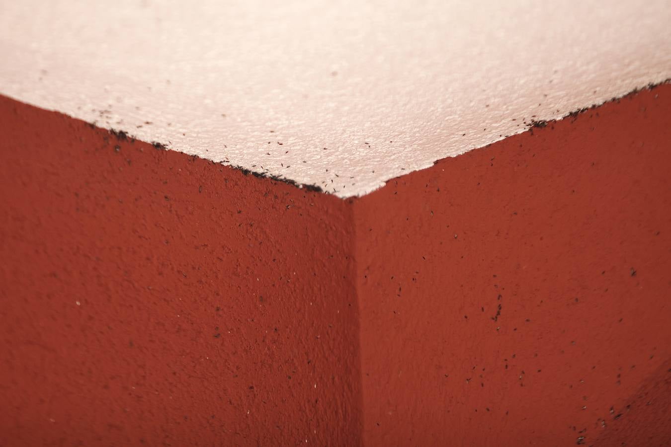 Invasión de mosquitos en Campos del Río