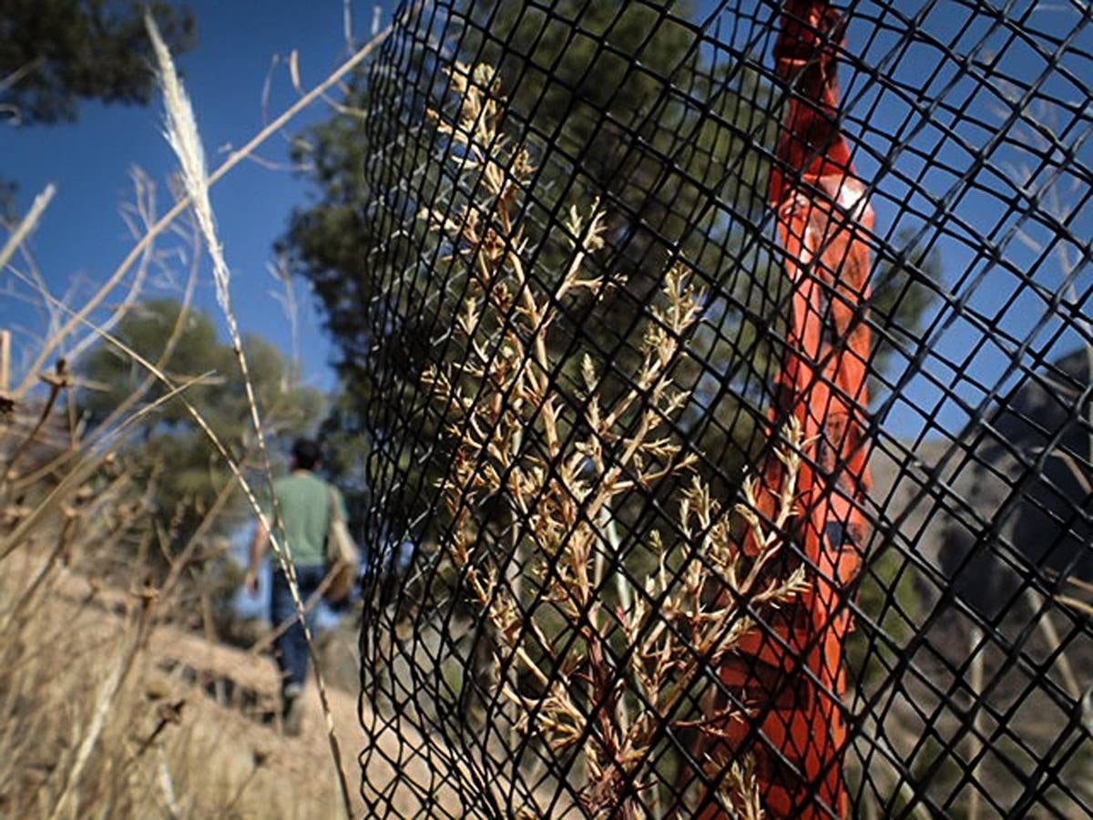 Los pinos del Monte San Miguel no llegan vivos a los 100 días