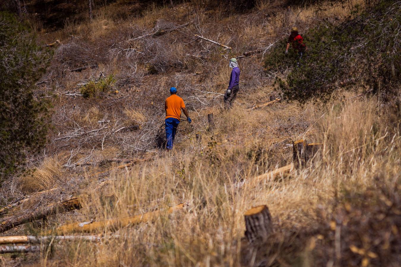 El Ayuntamiento retira los pinos secos de la sierras