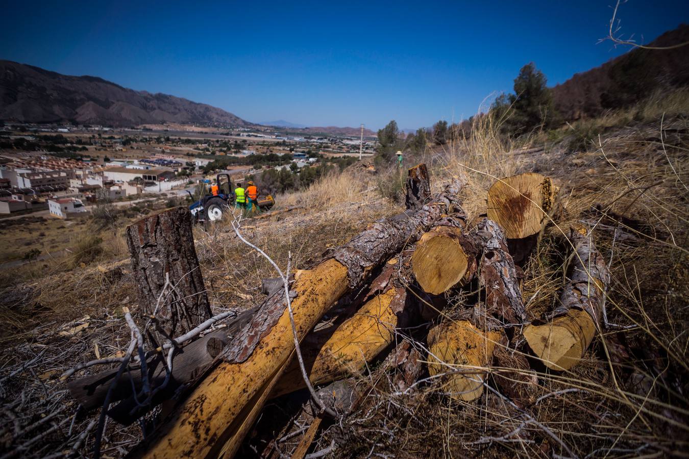 El Ayuntamiento retira los pinos secos de la sierras