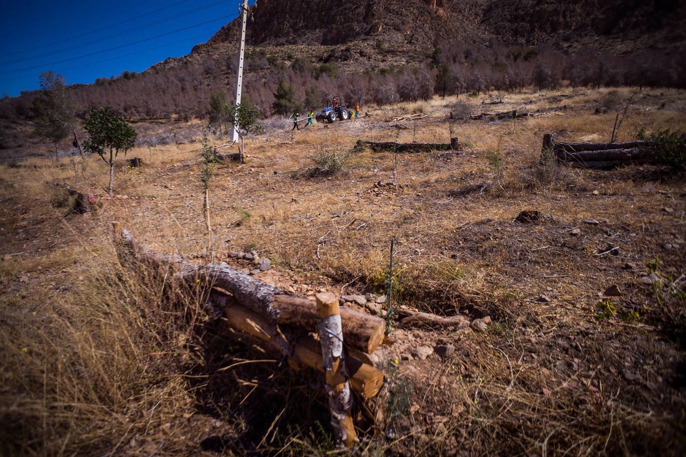 El Ayuntamiento retira los pinos secos de la sierras