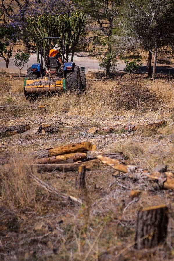 El Ayuntamiento retira los pinos secos de la sierras