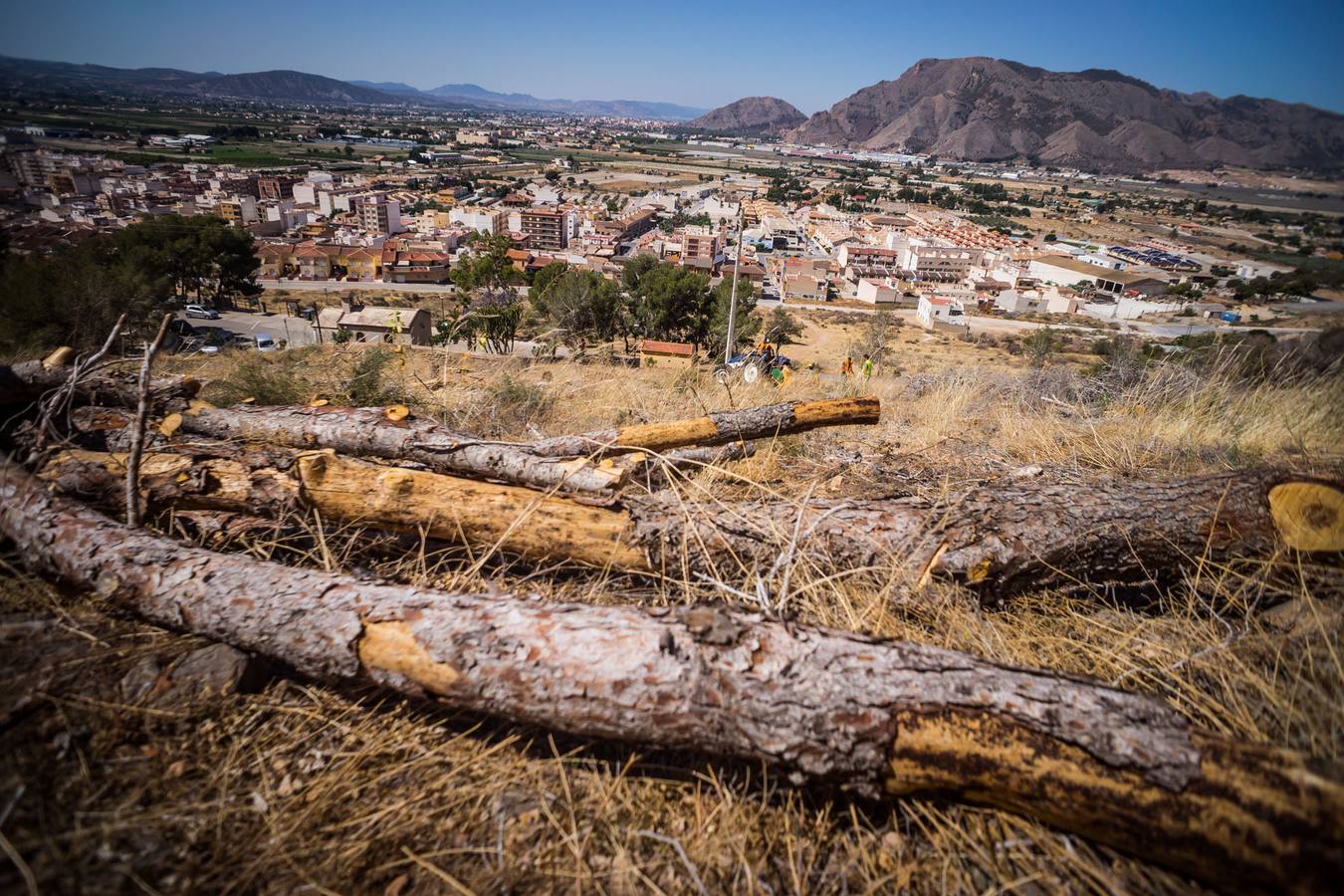 El Ayuntamiento retira los pinos secos de la sierras