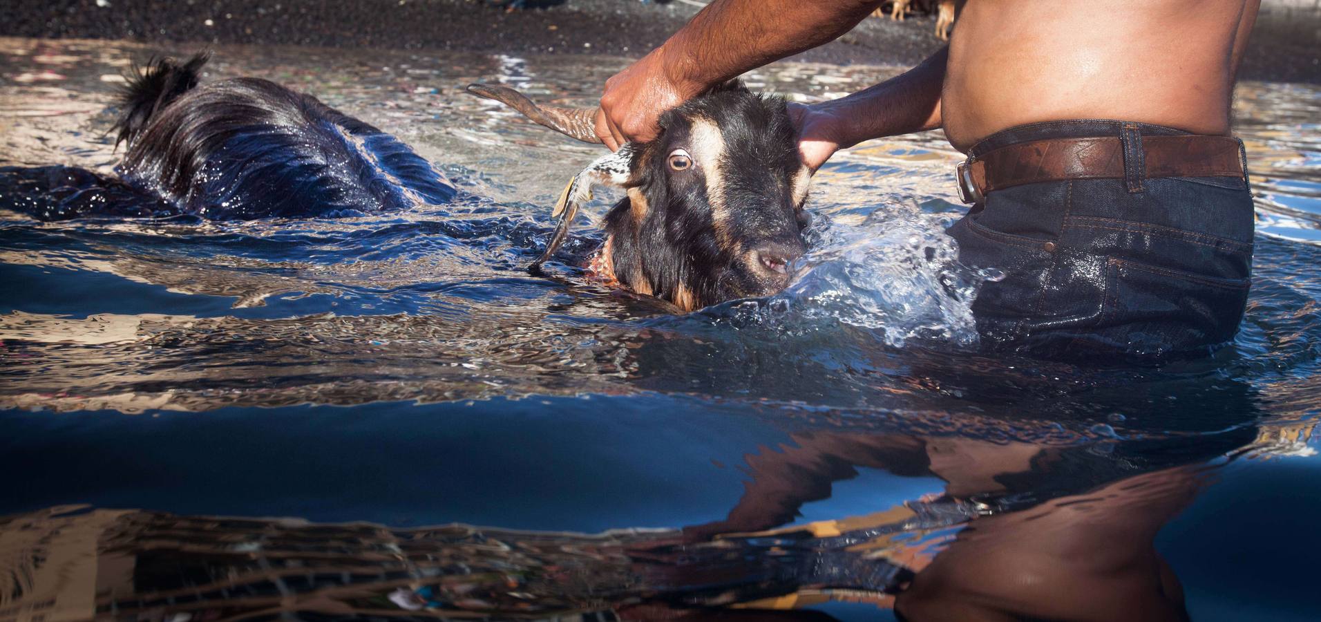 ¡Al agua cabras!