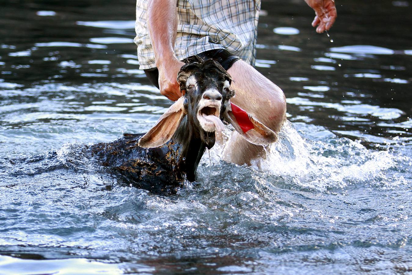 ¡Al agua cabras!