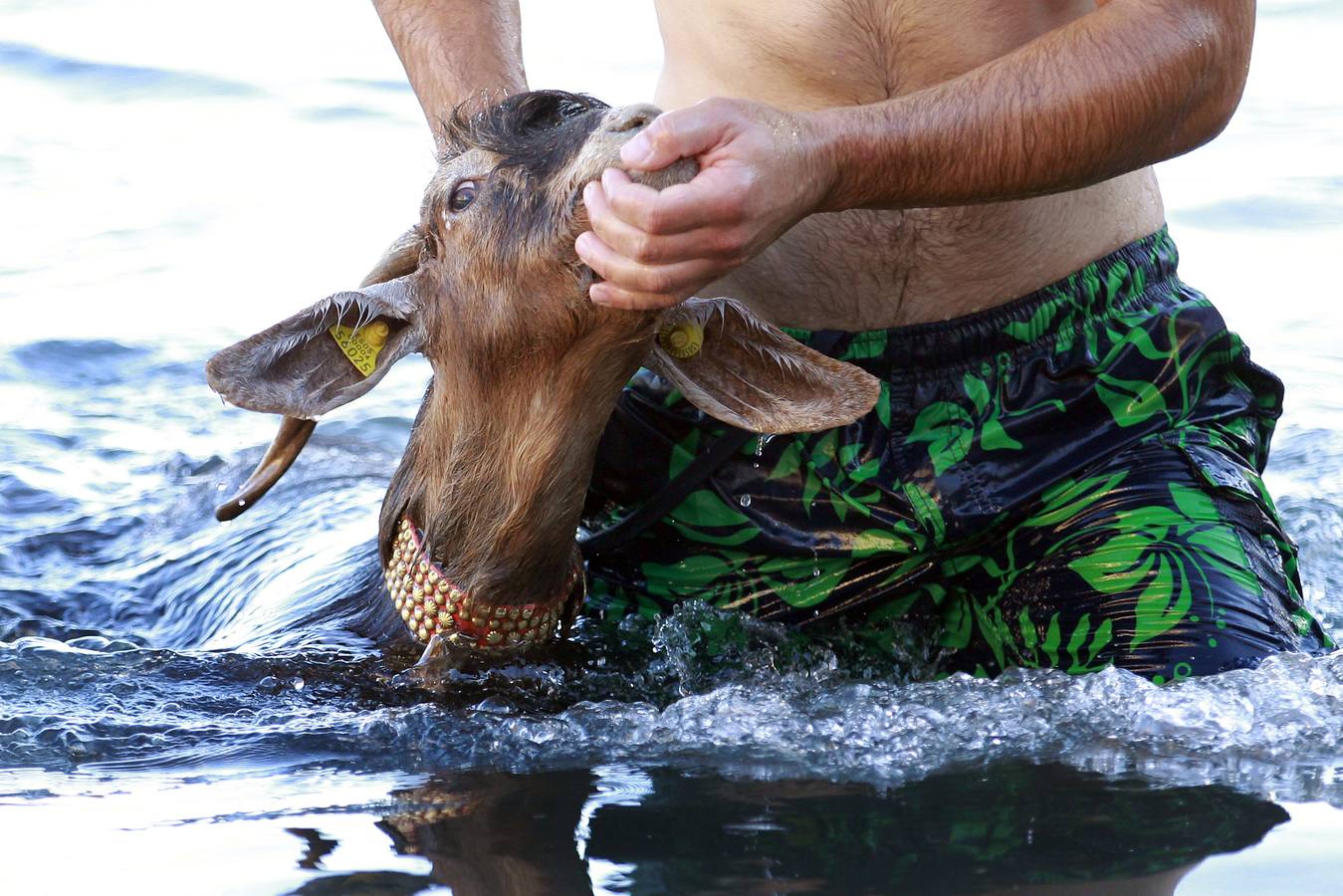 ¡Al agua cabras!