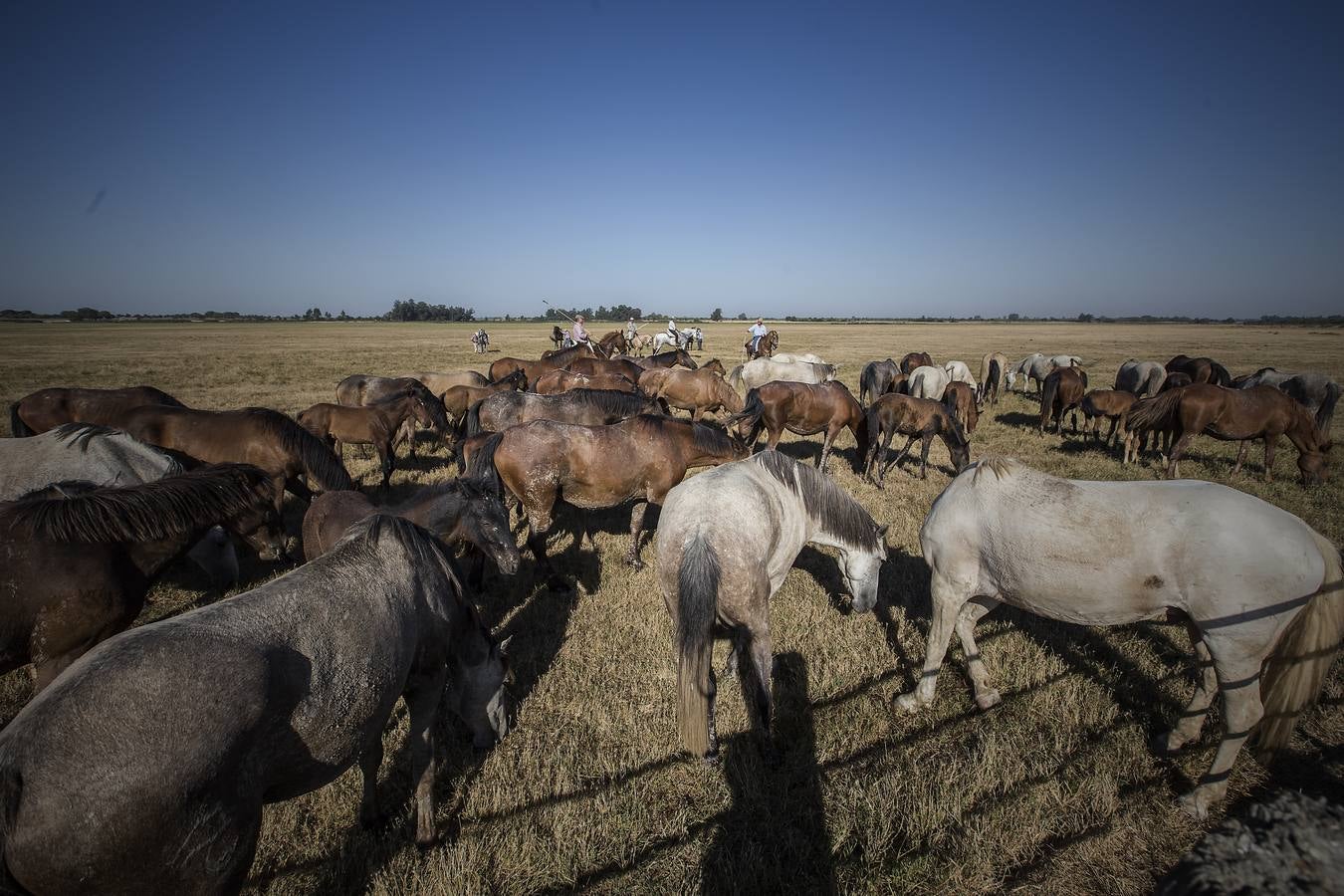 La &#039;Saca de Yeguas&#039; pasa por Doñana