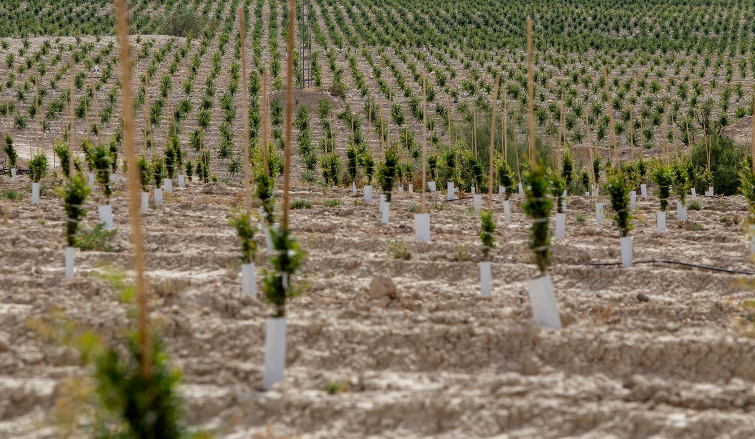 Explotación agrícola de Agost