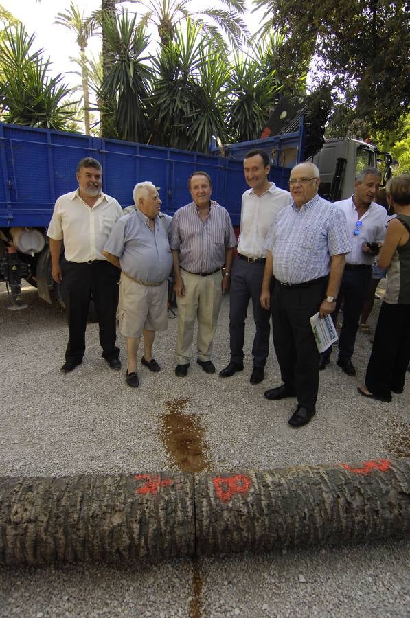 Talan la palmera más alta del casco urbano de Elche