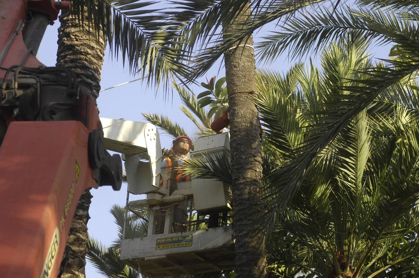 Talan la palmera más alta del casco urbano de Elche