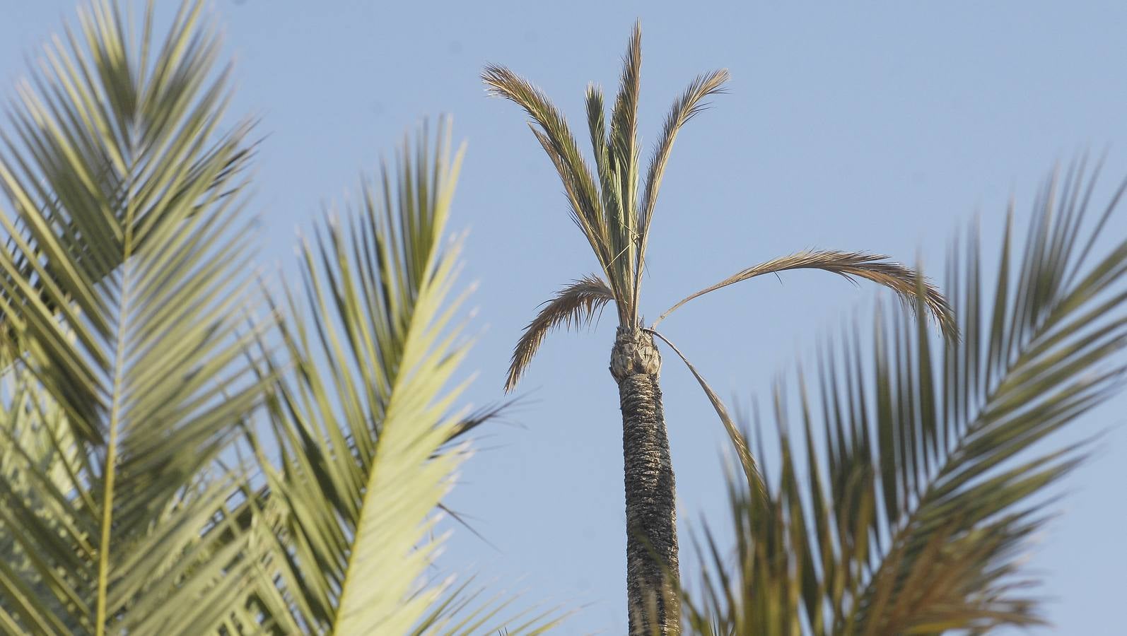 Talan la palmera más alta del casco urbano de Elche