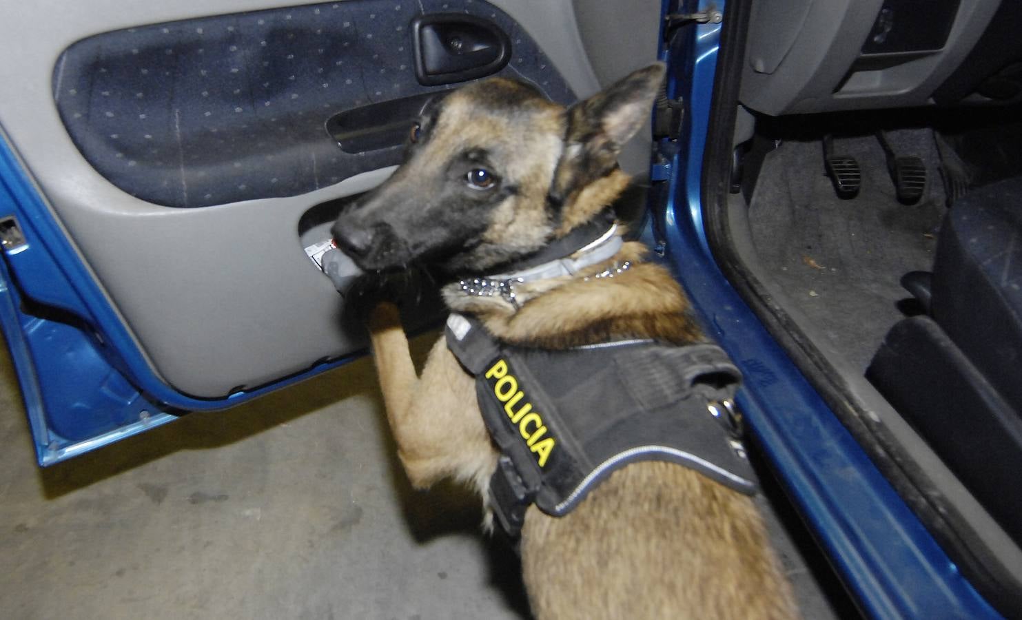 Unidad canina de la Policía Local de Elche