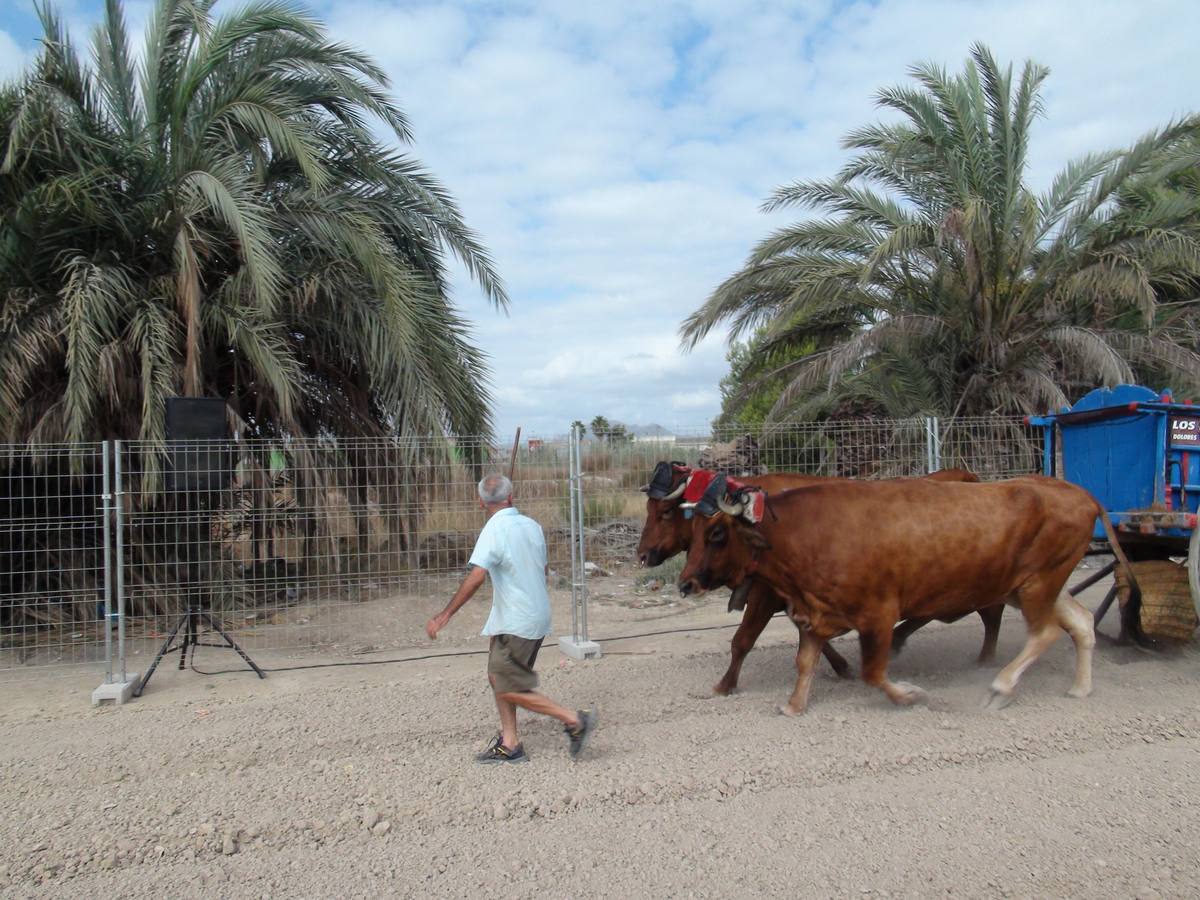 Carrera de burros y asnos de Dolores