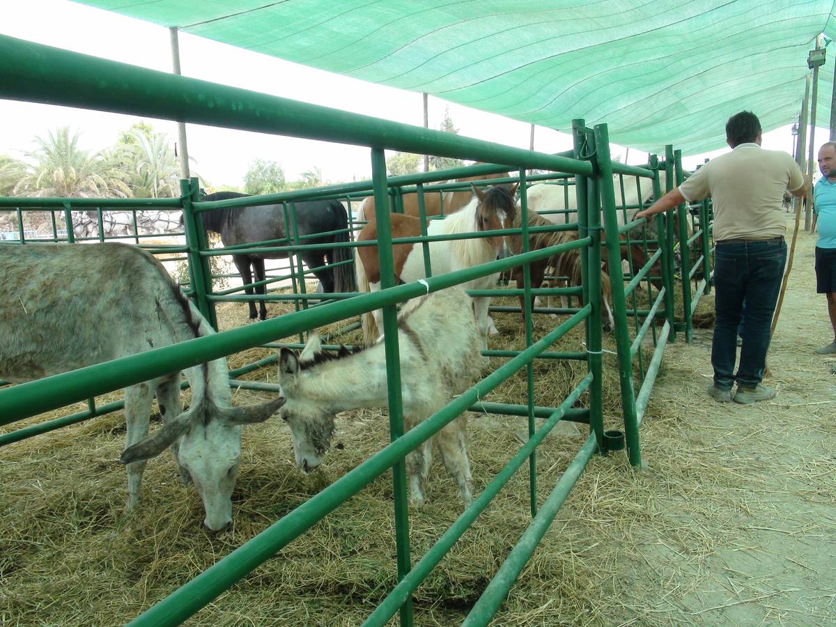 Carrera de burros y asnos de Dolores
