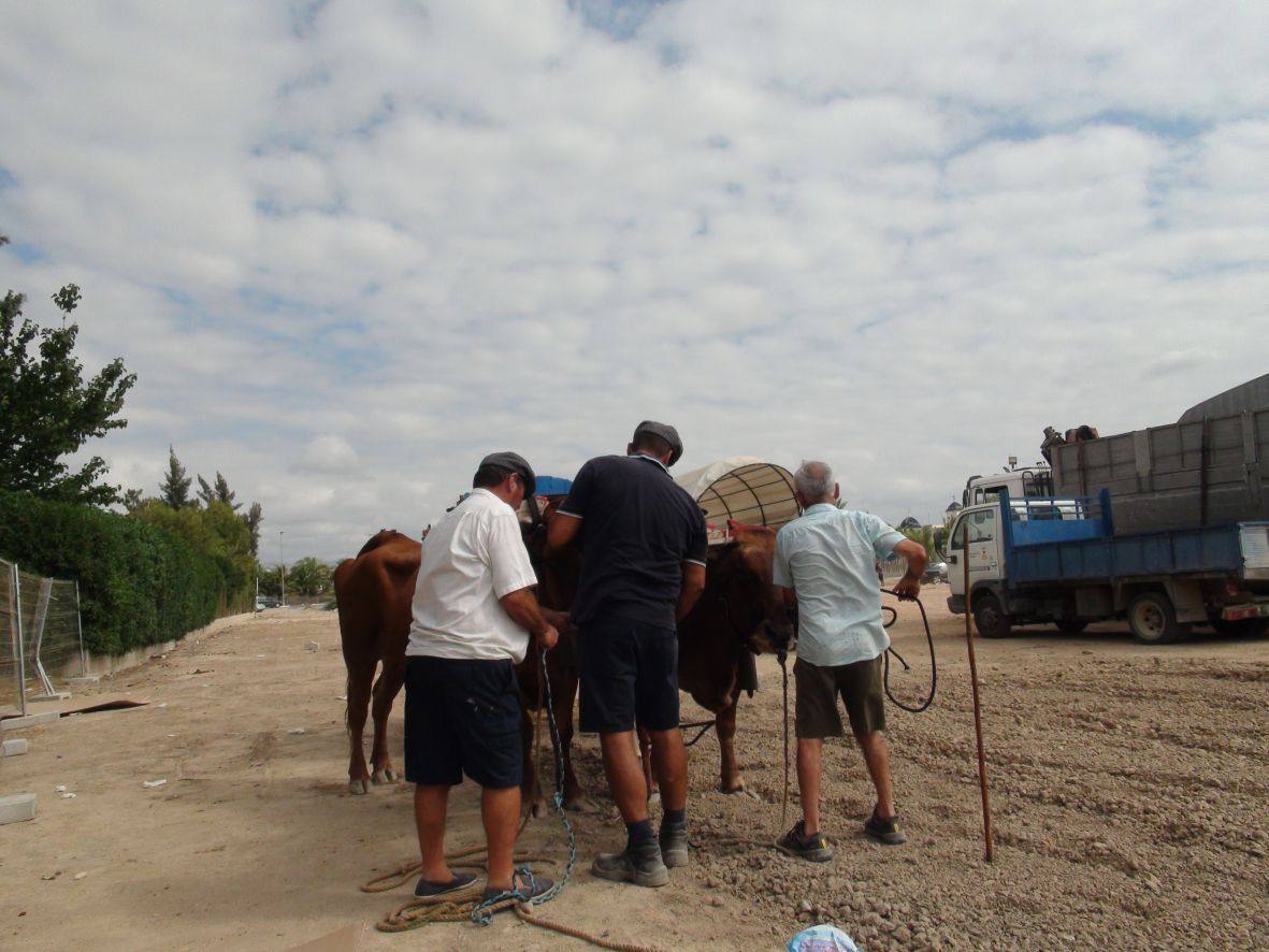 Carrera de burros y asnos de Dolores
