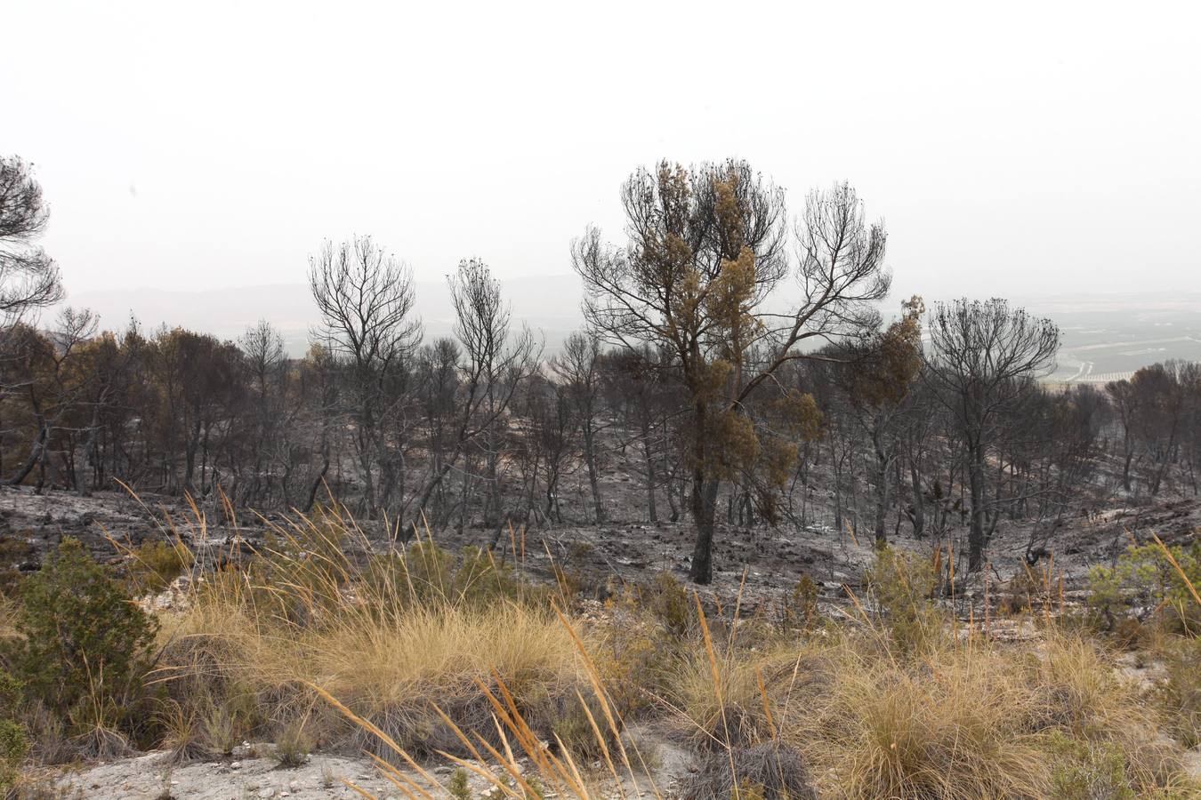 Trabajos de extinción del incendio de Cieza