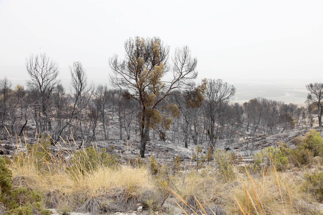 Trabajos de extinción del incendio de Cieza