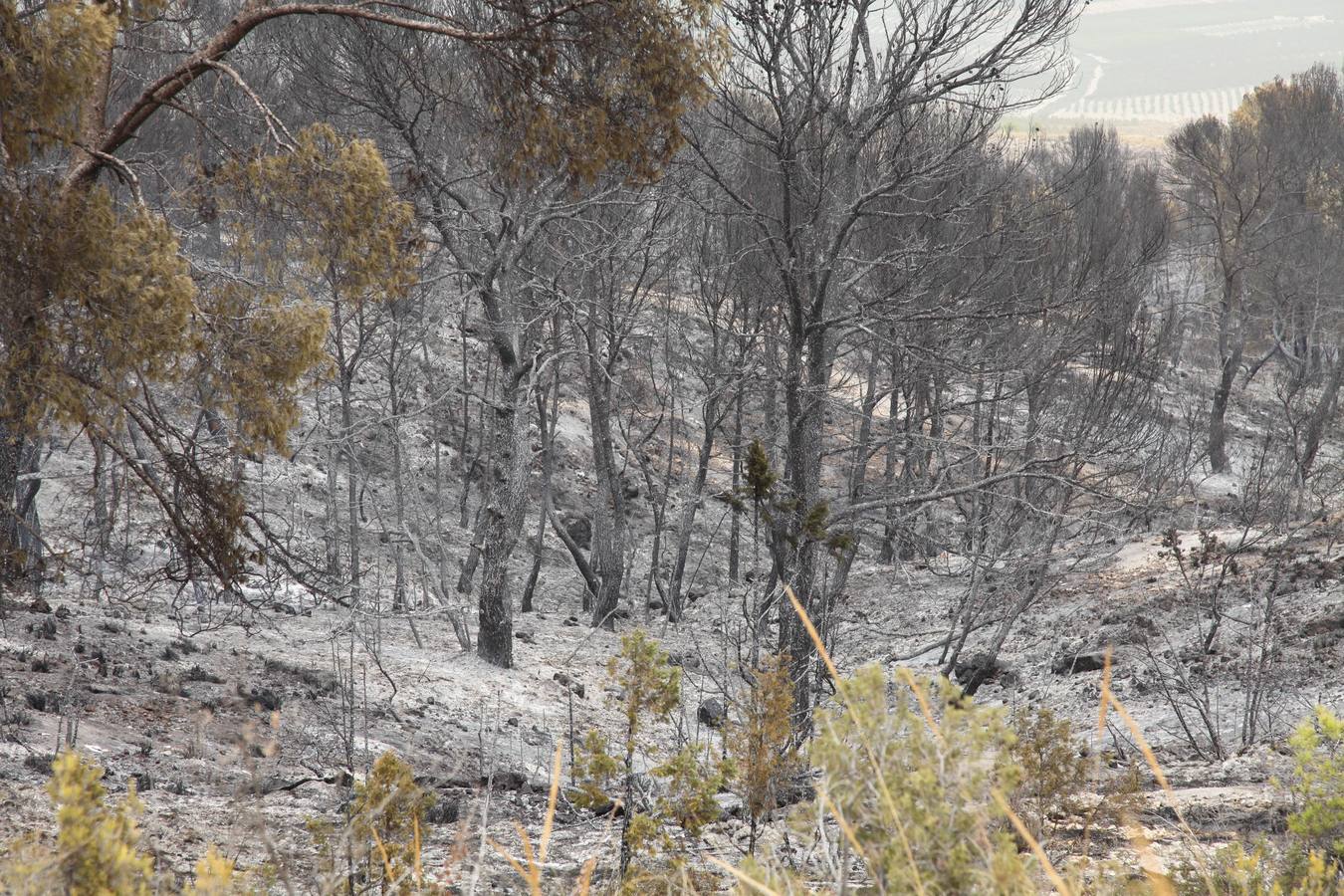 Trabajos de extinción del incendio de Cieza
