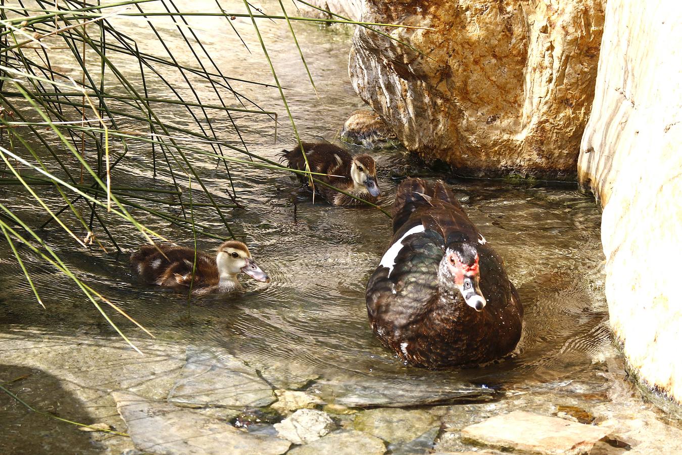 Batallón de limpieza en los parques de Murcia