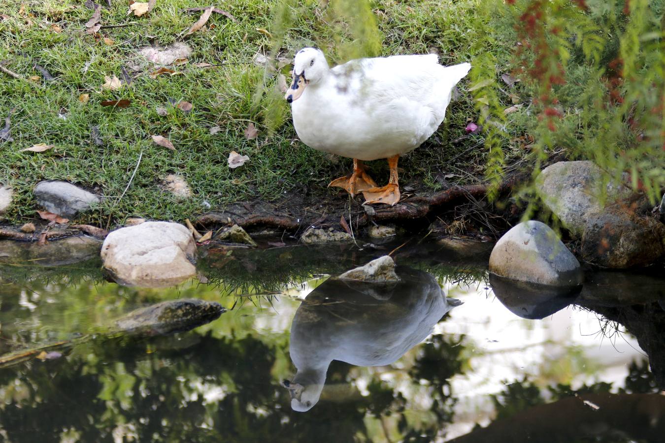 Batallón de limpieza en los parques de Murcia