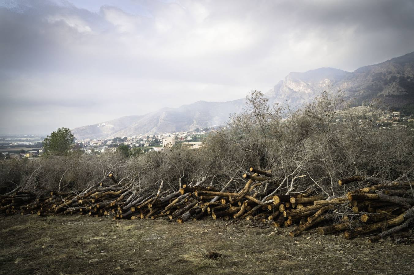 Critican los daños ocasionados al terreno por el arrastre de pinos con &#039;tomicus&#039;