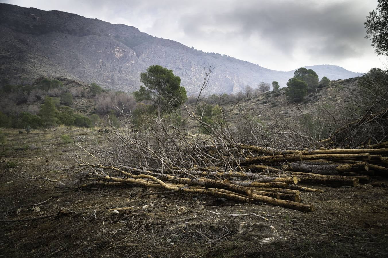 Critican los daños ocasionados al terreno por el arrastre de pinos con &#039;tomicus&#039;