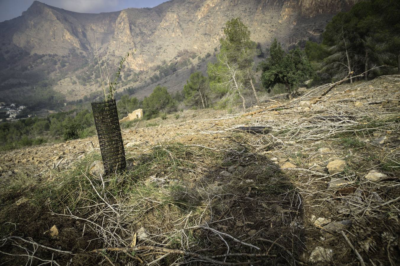 Critican los daños ocasionados al terreno por el arrastre de pinos con &#039;tomicus&#039;