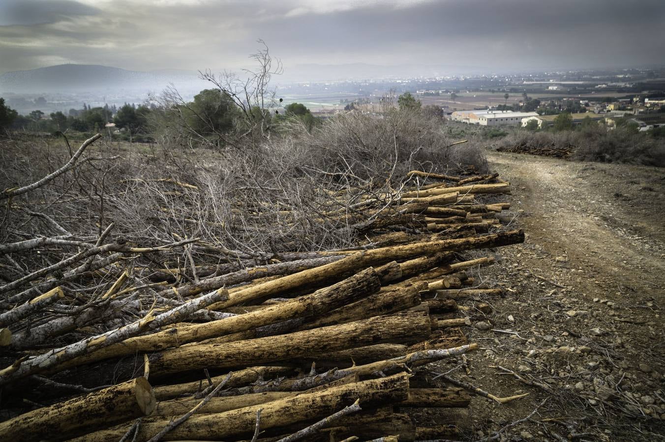 Critican los daños ocasionados al terreno por el arrastre de pinos con &#039;tomicus&#039;