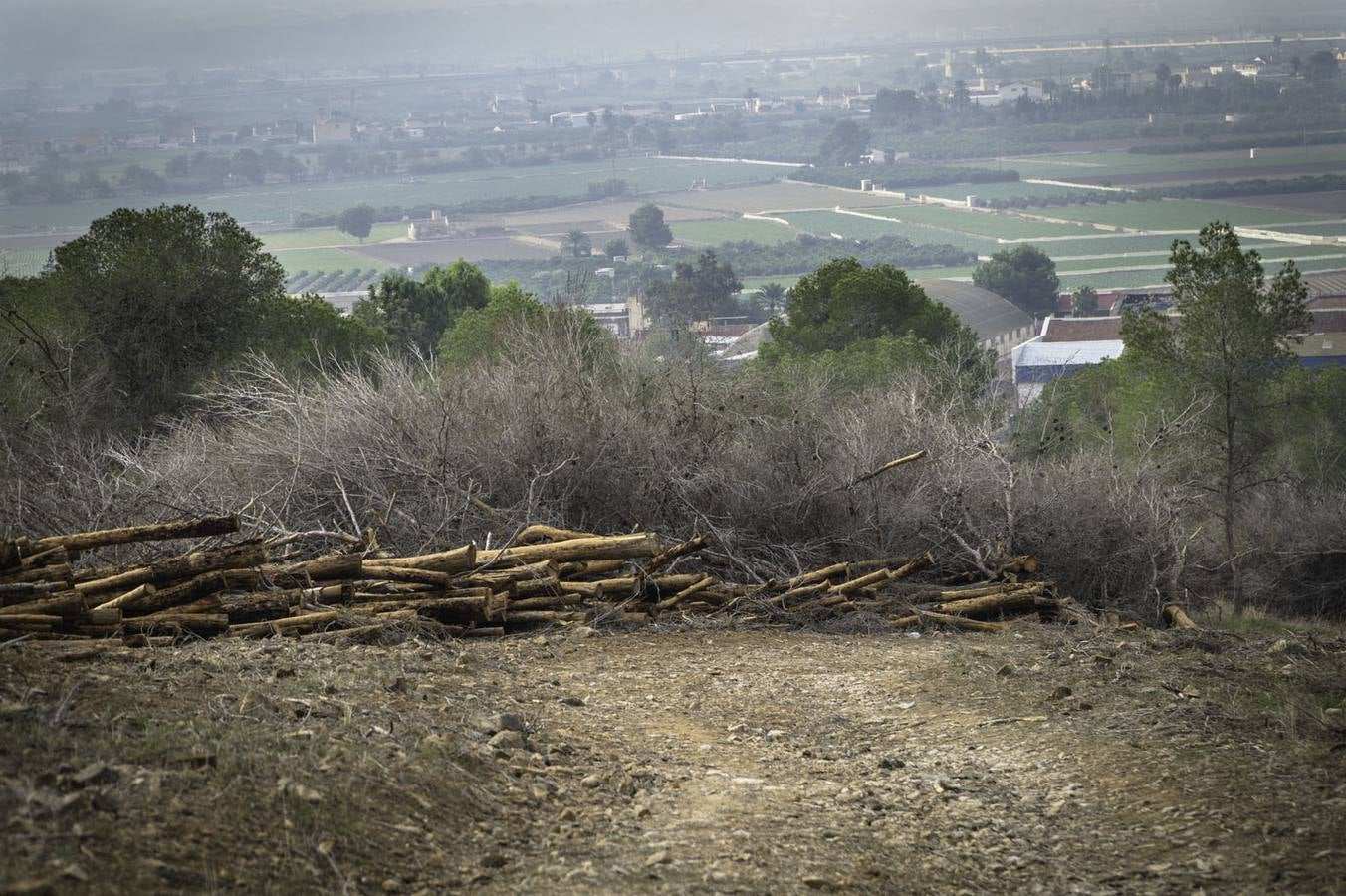 Critican los daños ocasionados al terreno por el arrastre de pinos con &#039;tomicus&#039;